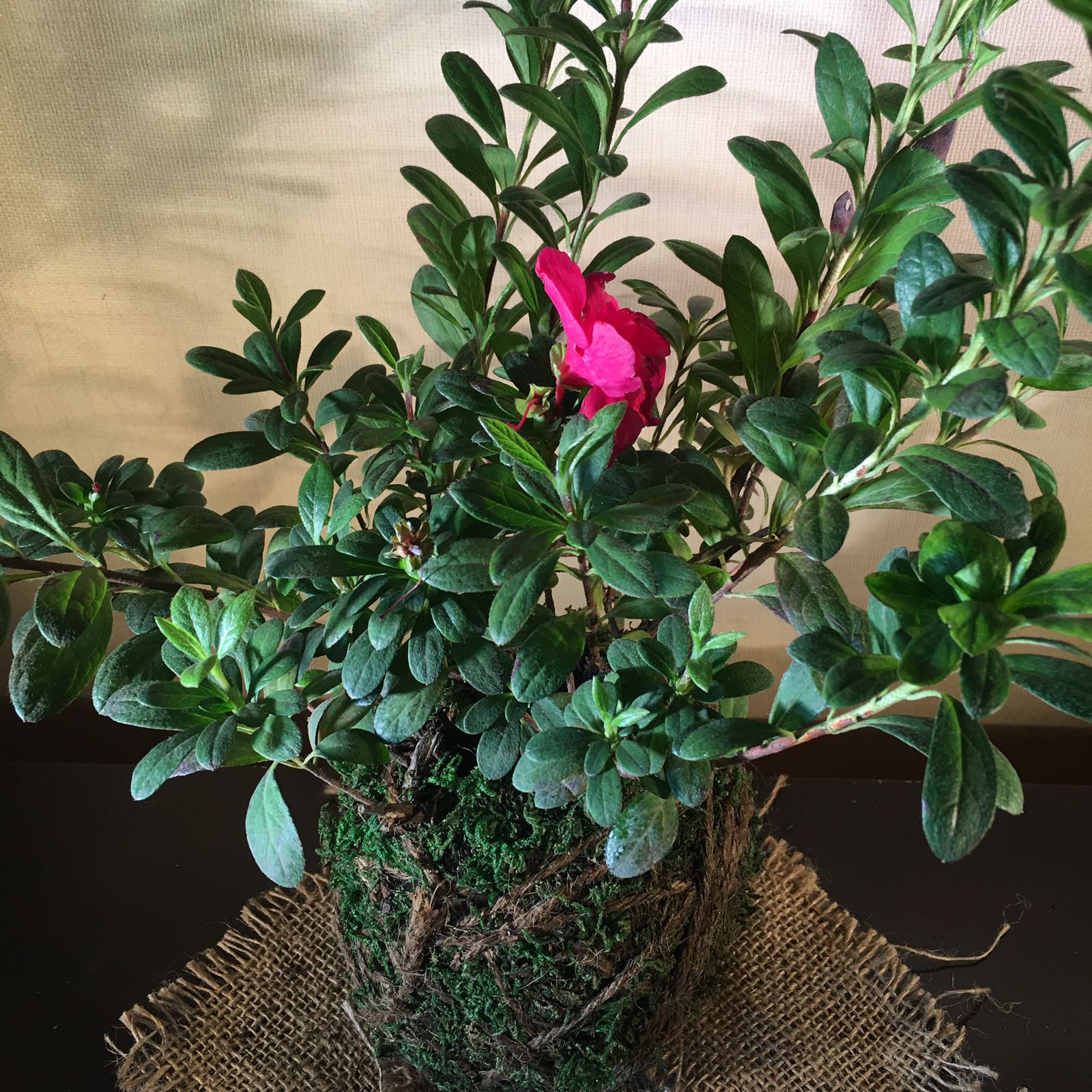 Kokedama Rododendro (Azalea) - Midoridama